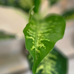 PLANTA ARTIFICIAL FICUS en internet