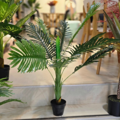 PLANTA PALMERA HOJAS GRANDE