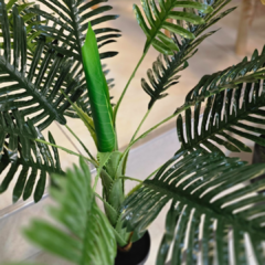 PLANTA PALMERA HOJAS GRANDE en internet