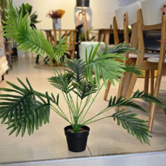 PLANTA MEDIANA PALMERA AZAI