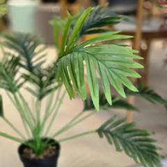PLANTA MEDIANA PALMERA AZAI - comprar online