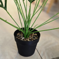 PLANTA MEDIANA PALMERA AZAI en internet