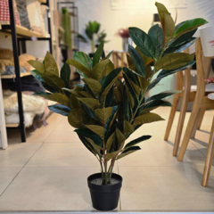 PLANTA MEDIANA HOJAS OSCURAS en internet