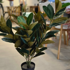 PLANTA MEDIANA HOJAS OSCURAS - comprar online