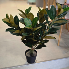 PLANTA MEDIANA HOJAS OSCURAS