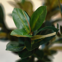 PLANTA MEDIANA HOJAS OSCURAS - Enamorart
