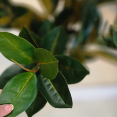 PLANTA MEDIANA HOJAS OSCURAS - tienda online