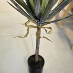 Imagen de PLANTA 80cm