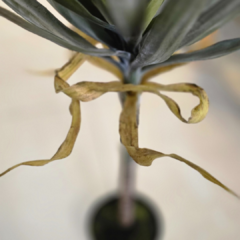 PLANTA 80cm