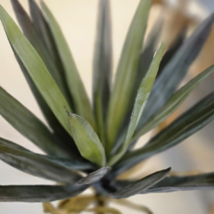 PLANTA 80cm - comprar online