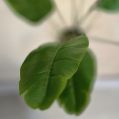 PLANTA MEDIANA HOJAS VERDES - Enamorart