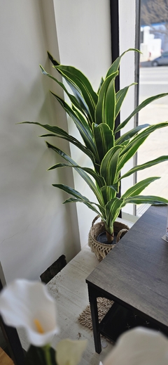 Imagen de PLANTA LENGUA