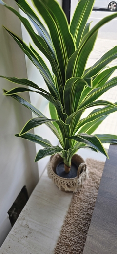 PLANTA LENGUA - tienda online