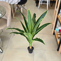 PLANTA LENGUA