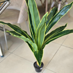 PLANTA LENGUA - comprar online