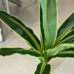 PLANTA LENGUA en internet