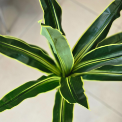 PLANTA LENGUA - Enamorart