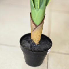 PLANTA LENGUA - tienda online