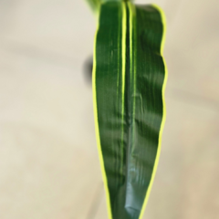 Imagen de PLANTA LENGUA