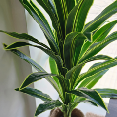 PLANTA LENGUA - comprar online