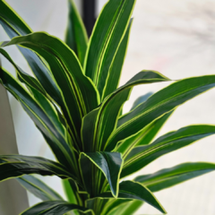 PLANTA LENGUA en internet