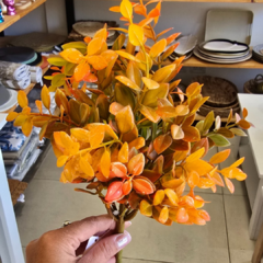 MATA DE EUCALIPTO 40CM - comprar online