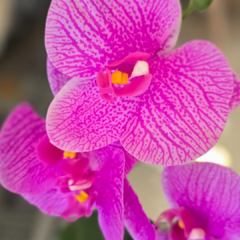MACETA VIDRIO CON ORQUIDEAS - Enamorart