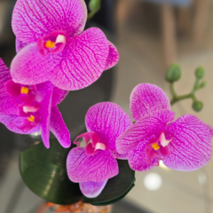 MACETA VIDRIO CON ORQUIDEAS en internet