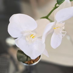 MACETA CON ORQUIDEA en internet