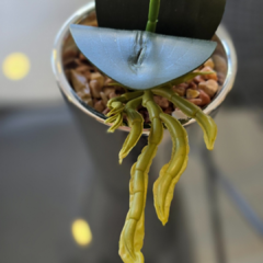 MACETA CON ORQUIDEA