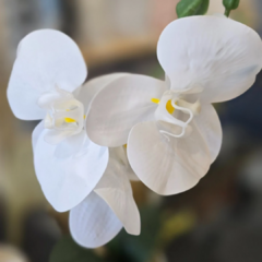 MACETA CON ORQUIDEA - Enamorart