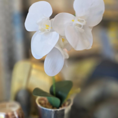 MACETA CON ORQUIDEA - tienda online