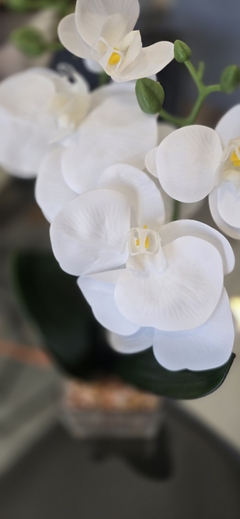 MACETA VIDRIO CON ORQUIDEAS - comprar online
