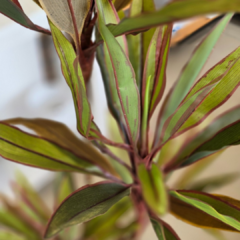 PLANTA DE 1.40 en internet