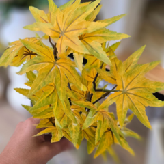 MATA HOJA MAPLE 30CM - comprar online