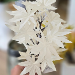 MATA HOJA MAPLE 30CM en internet