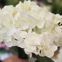 RAMO HORTENSIAS X5 FLORES - Enamorart