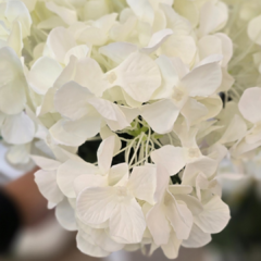 RAMO HORTENSIAS X5 FLORES en internet