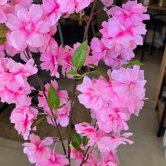 VARA SAKURA 1MT en internet