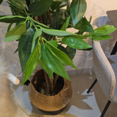 DRACENA CON MACETA - tienda online