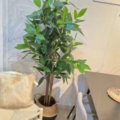 DRACENA CON MACETA - Enamorart