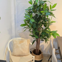 DRACENA CON MACETA en internet