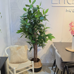 DRACENA CON MACETA - comprar online