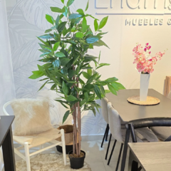 DRACENA CON MACETA