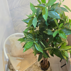 Imagen de DRACENA CON MACETA