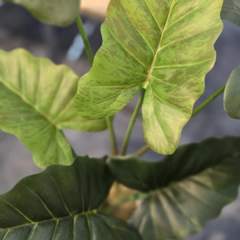PLANTA 70CM HOJAS GRANDES - Enamorart