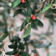PLANTA OLIVO CON MACETA 1.20 - tienda online