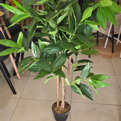 Imagen de DRACENA CON MACETA