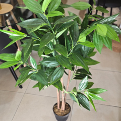 DRACENA CON MACETA - tienda online