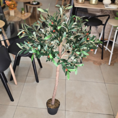 PLANTA OLIVO CON MACETA 1.20 - comprar online